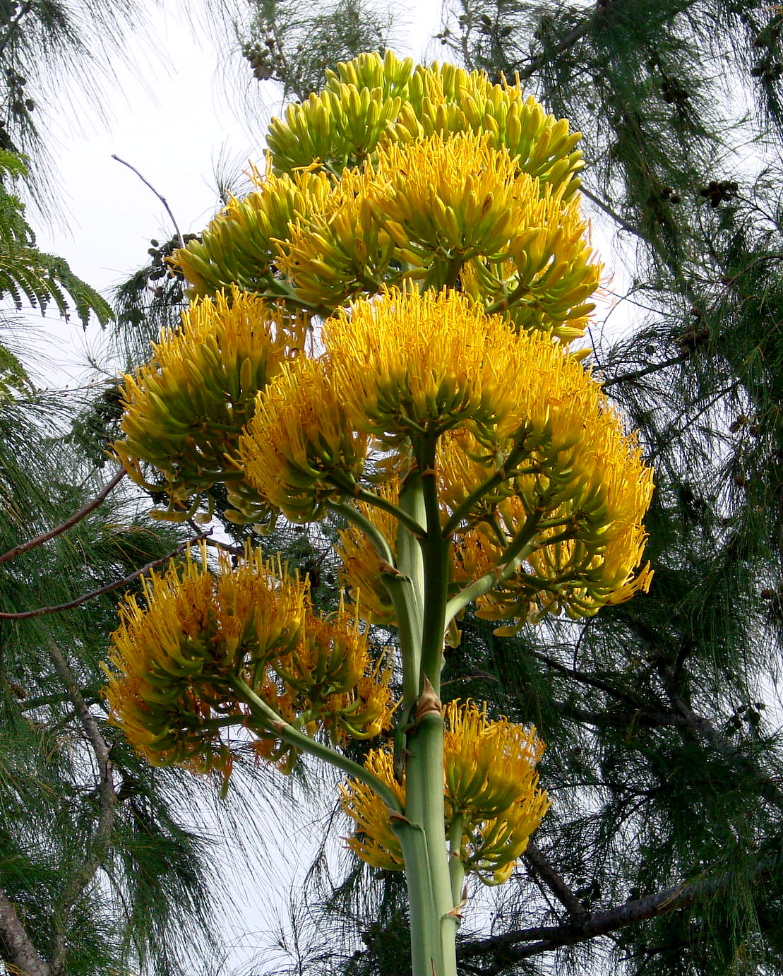 Agave