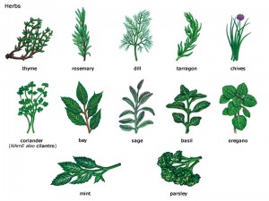 Herbs1