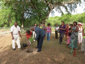 Tree planting copy