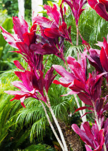 hawaiian-garden-socal-details-red-ti-plant-0614